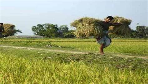 Bangladesh’s agriculture sector NPLs rise 14% in July-April