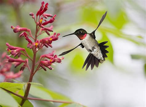 Ruby-throated Hummingbird And Red Buckeye Photograph by Gregory Scott