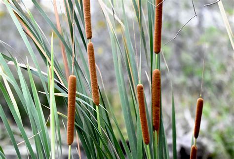 Cat Tails