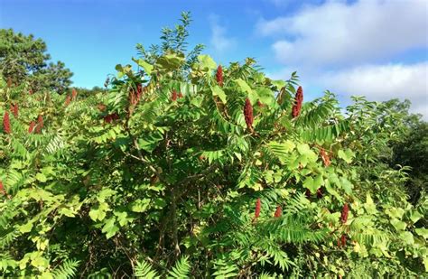 Poison Sumac Berries