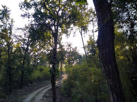 All About Kanha Kisli National Park | Tiger Reserve |A Two Day & one Night Trip to Kanha - What ...