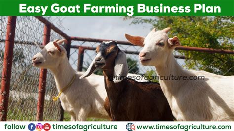 Goat Farming Business Plan - TIMES OF AGRICULTURE