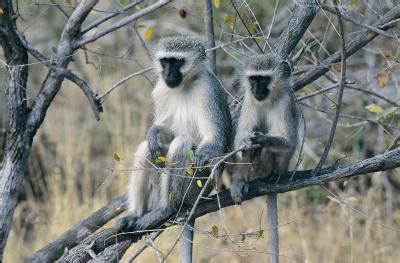 Mozambique Wildlife Facts | USA Today