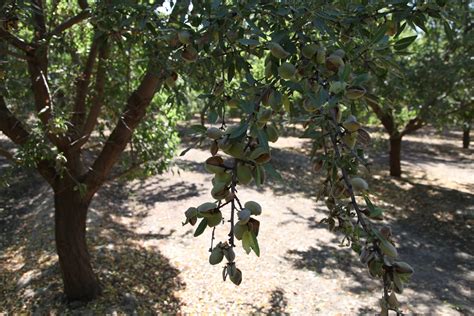 No Summer: Hand Harvesting Almonds