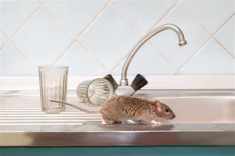 How To Control Invasive Rats And Mice At Home Without, 60% OFF