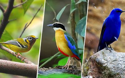 Sikkim Bird Watching Tour - Fambong Lho Wildlife Sanctuary Tour