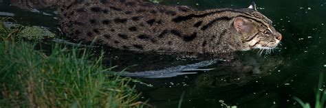 Fishing cat | San Diego Zoo Wildlife Explorers