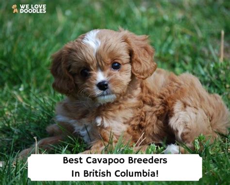 5 Best Cavapoo Breeders in British Columbia! (2024) - We Love Doodles