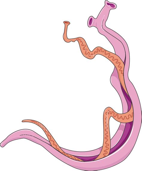 Schistosoma mansoni - Adults - Servier Medical Art