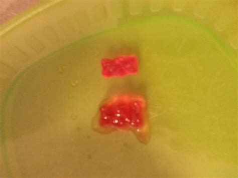 The Cool Science Dad: Gummy Bear Experiment