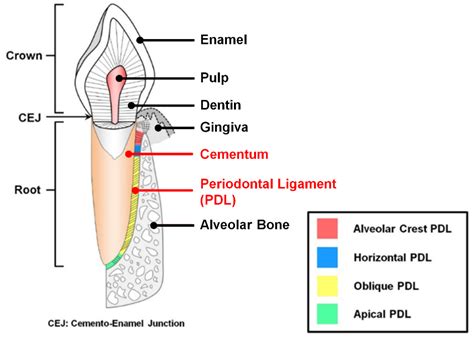 Periodontal Ligament Fibers