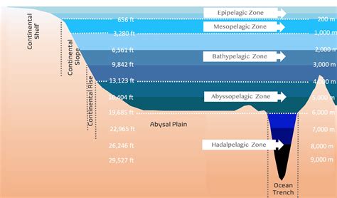 Zonas De Profundidad Oceánica Infografía, Ilustración, 53% OFF