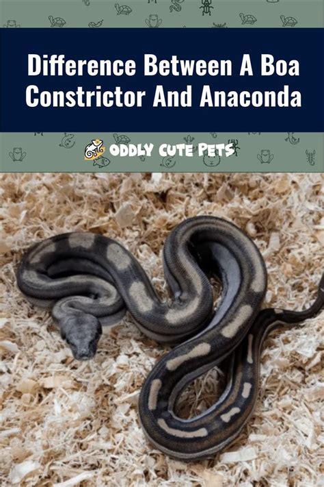 Difference Between A Boa Constrictor And Anaconda | Boa constrictor, Anaconda, Female of the species