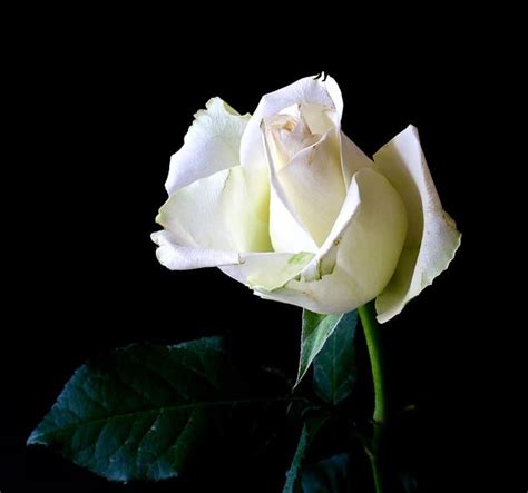 White Roses: Meaning & History | Flower Glossary