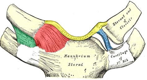 Stenoclavicular Joint Pain? - Regenexx