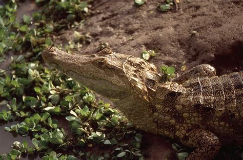 Spectacled Caiman (Caiman crocodilus) | Caiman, Lizard, Reptiles