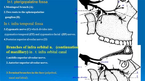 Maxillary Nerve