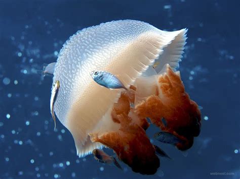 50 Incredible Award Winning Underwater Photography examples