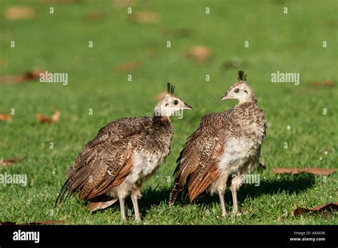 Pair of peacock chicks Stock Photo - Alamy