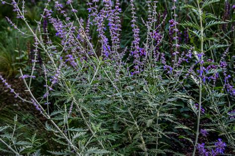 Russian Sage Companion Plants Largest Collection | www.pinnaxis.com