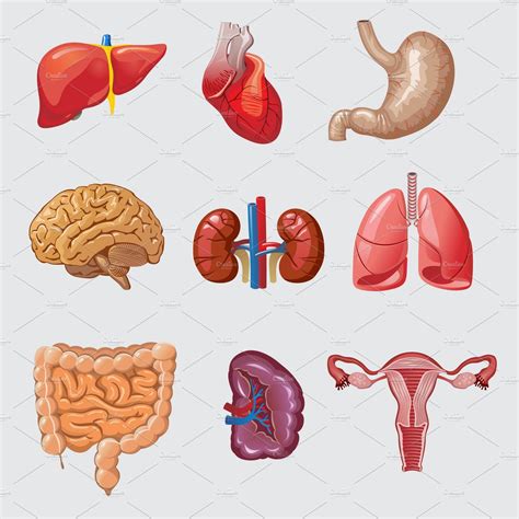 Cartoon Human Organs Set | Decorative Illustrations ~ Creative Market