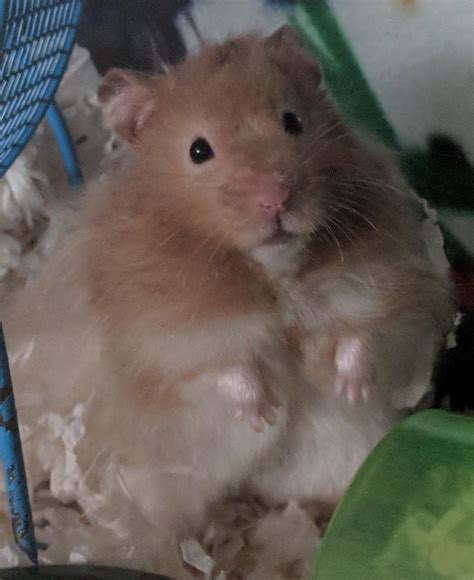 Meet my little chubby ham, Pistachio. 6 months old : hamsters