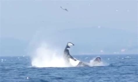 Killer whale ATTACK: Shock moment Orca flips seal 80 FEET into air ...