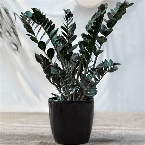 Evergreen Zamioculcas Raven | Best Indoor Plants | 30-40cm Potted Black ...