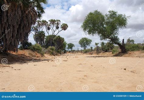 Dry River stock image. Image of trees, wild, river, arid - 23200109