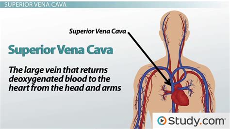 Superior & Inferior Vena Cava | Definitions, Functions & Location ...