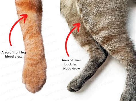 What to Do If Your Cat’s Leg Is Swollen After Blood Draw - Your Vet Friend