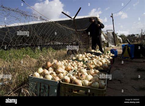 Beit Lahia, The Gaza Strip, Palestine. 23rd Apr, 2015. Packing Onions ...