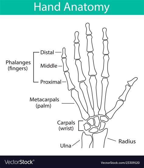 Human hand skeletal anatomy Royalty Free Vector Image