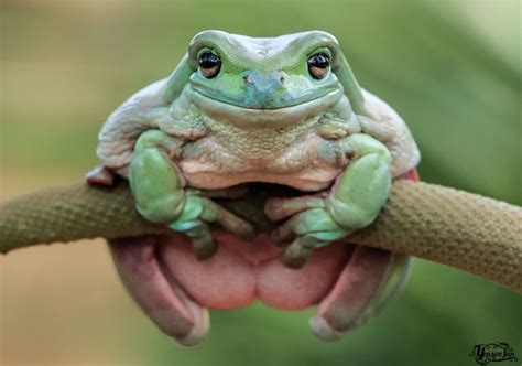 Create meme "the toad is green, green toad bufo viridis, spotted green ...