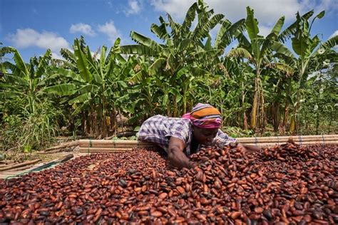 Ghana’s Local Cocoa Processing Capacity Hits 50% Of Production ...