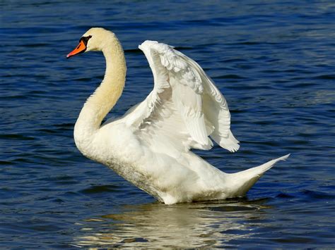 Swan River Bird Water · Free photo on Pixabay