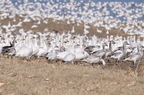 Snow Goose Migration Marks the Return of Spring | Your Voice | stardem.com