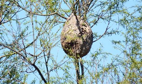 Murder hornets MAPPED: How to spot deadly Giant hornets - and report ...