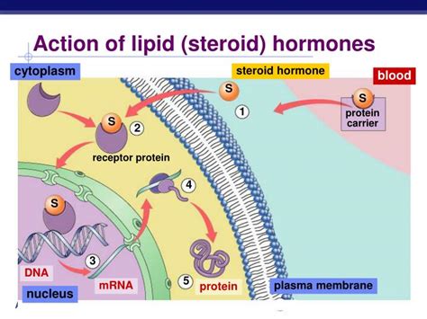 PPT - Endocrine System Hormones PowerPoint Presentation - ID:3226405