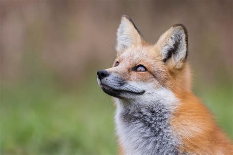 The Smiling Fox Photograph by Mircea Costina