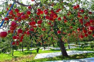 Dwarf Fuji Apple Tree - World renowned for its sweetly rich flavor! (2 ...