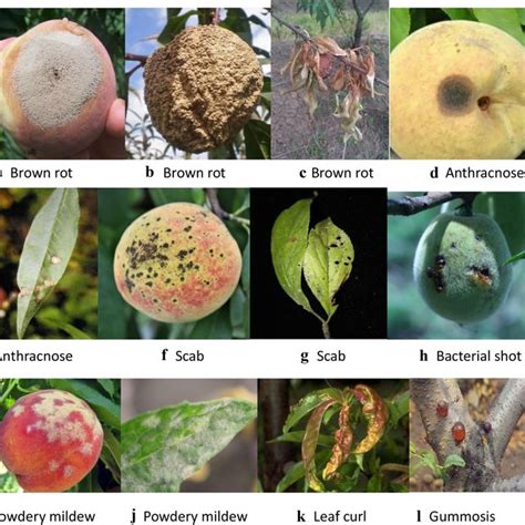 Major plant diseases of peach. a Brown rot for fruit. b Brown rot for ...