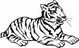 Free Tiger Coloring Pages sketch template