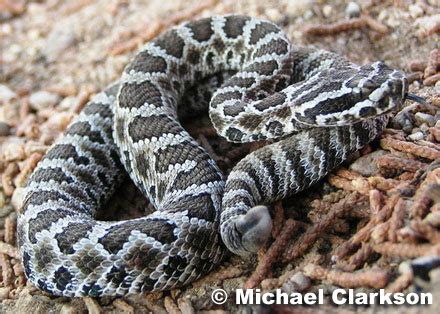 Great Basin Rattlesnake - Crotalus oreganus lutosus