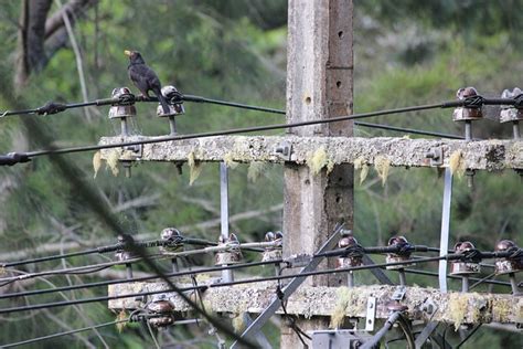 Telegraph Pole Bird Bush - Free photo on Pixabay - Pixabay