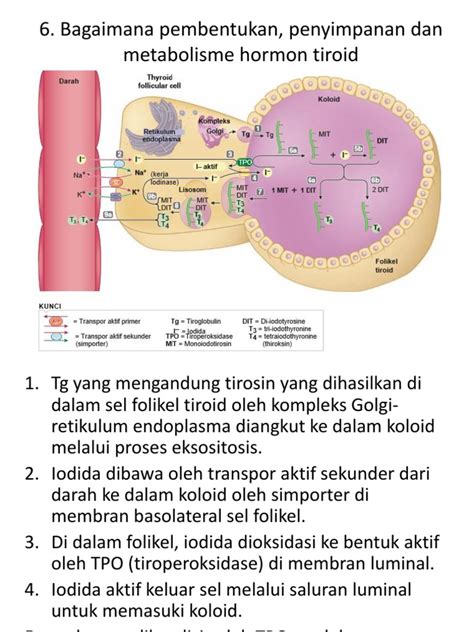 Pembentukan, Penyimpanan Dan Metabolisme Hormon Tiroid | PDF