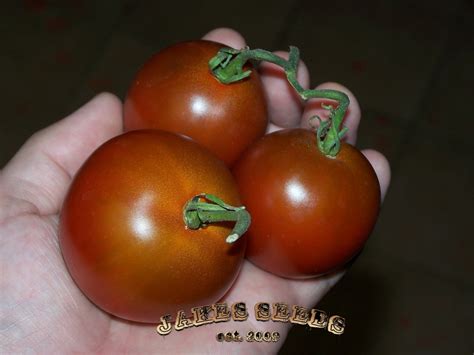 Black Prince Heirloom Tomato - Jake's Seeds