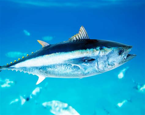 Bluefin tuna, a sushi delicacy, will sadly be extinct within 50 years - Earth.com