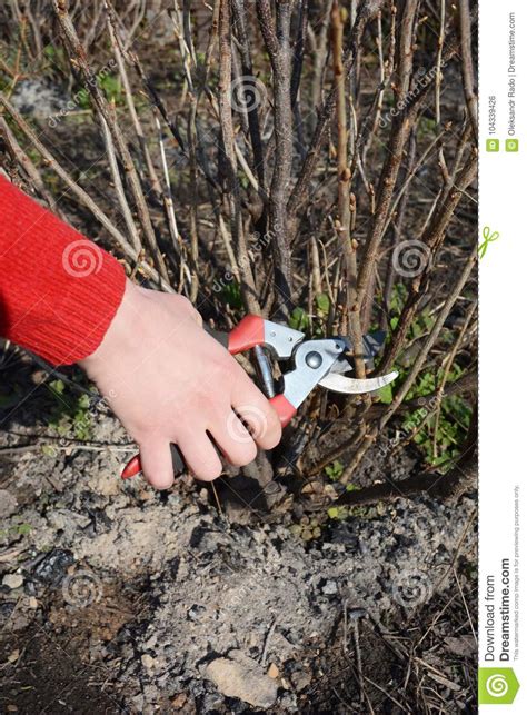 Gardener Hand Cutting Blackcurrant Plant Bush with Bypass Secateurs. Blackcurrant Bush Pruning ...