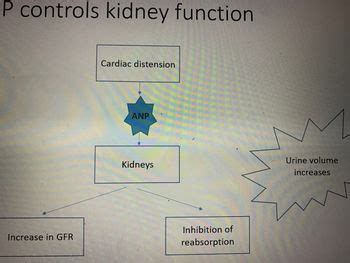 Answered: How does ANP control kidney function?… | bartleby